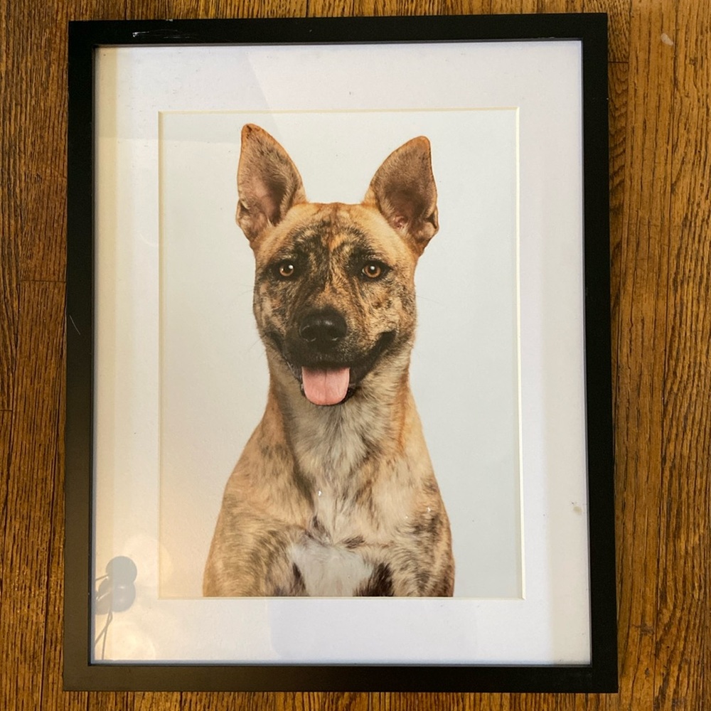 Dog Picture
